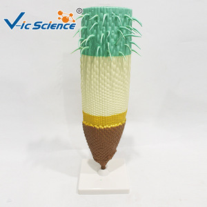 Modèle de structure de racine de maïs ; outil pédagogique pour l'enseignement de l'anatomie des racines des plantes monocotylédones. - Product Image 4