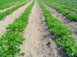 Imazetapir 5%, 10%, 15% SL <span class=keywords><strong>Herbicida</strong></span> Selectivo Sistémico <span class=keywords><strong>para</strong></span> un Control Efectivo de Malezas Después de la Germinación en Soja y Cacahuete - Product Image 5