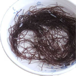 สาหร่ายทะเลแห้งคุณภาพส่งออกสำหรับขายส่ง สาหร่ายดำ สาหร่ายกราซิลารีอา อูเชมา คอตตอนนี สำหรับทำซุป จากโรงงานผู้ผลิต - Product Image 3