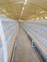 Cages Cages de type A pour poules pondeuses Cages pour poules pondeuses pour fermes