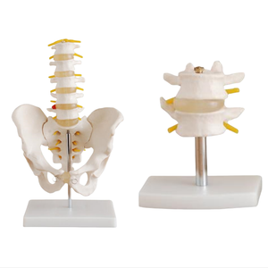 Modelo de Pelvis de Tamaño Real ADA Medical Science, 5 Piezas, Vértebras Lombares, Juego de Vértebras Lombares (2 Piezas) Modelo ADA-115/116 para Enseñanza y Aprendizaje de Anatomía - Product Image 1
