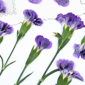 Mini-fleurs de carnation séchées pressées naturelles, fleurs de dianthus pour l'artisanat en résine DIY, décoration intérieure - Product Image 4