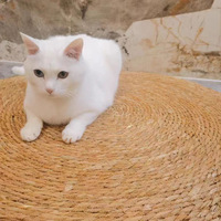 Griffoir pour chat moderne de luxe en rotin écologique pliable avec design résistant à l'abrasion pour la maison, marque privée
