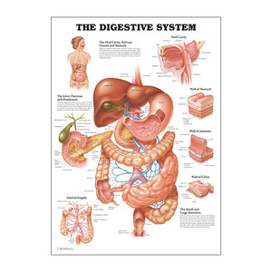 Poster su tela con stampa di anatomia umana - <span class=keywords><strong>Arte</strong></span> da parete educativa ad alta definizione, decorazione centrale senza cornice - Product Image 5