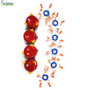 Модель для демонстрации группы крови ABO, медицинская анатомическая модель человека, учебное оборудование, модель по биологии - Product Image 1