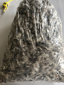 <span class=keywords><strong>Plume</strong></span> <span class=keywords><strong>de</strong></span> <span class=keywords><strong>canard</strong></span> naturelle teinte en gros pour l'artisanat bricolage chapeau Costume accessoire carnaval fête mariage maison Halloween <span class=keywords><strong>d</strong></span>écor - Product Image 4