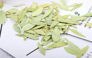 Erbe cinesi folio Sennae In confezioni sciolte foglie di <span class=keywords><strong>Senna</strong></span> secche dimagranti perdere peso tè - Product Image 5