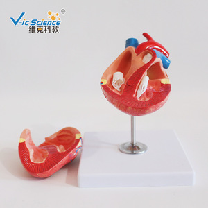Modelo de Enseñanza Médica Vic Education, Modelo de Enseñanza de Corazón Canino, Modelo Anatómico de Corazón Canino - Product Image 4