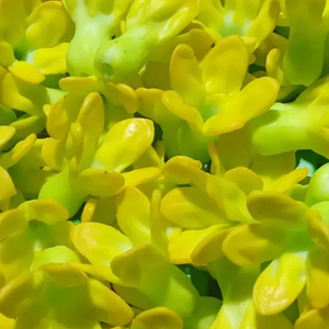 Flores de Crepera de la India Hechas a Mano con Arcilla Tailandesa de Alta Calidad, Cada Pieza Está Moldeada Cuidadosamente a Partir de Plantas Reales - Product Image 5