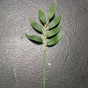 Feuilles d'eucalyptus artificielles, petite branche unique, bouquet très demandé pour la décoration de mariage, utilisation intérieure et extérieure - Product Image 4