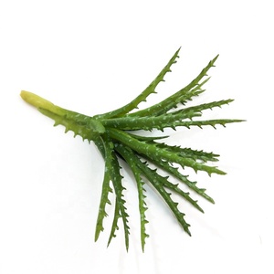 The ฟันเลื่อย aloe ตกแต่งภายในบ้าน mini succulent พืช - Product Image 3