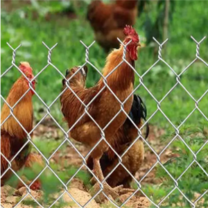 <span class=keywords><strong>PE</strong></span> tráng kim cương dây lưới chăn nuôi hàng rào-1.8m cao cho gia súc cừu trang trại bảo vệ, tùy chỉnh - Product Image 4