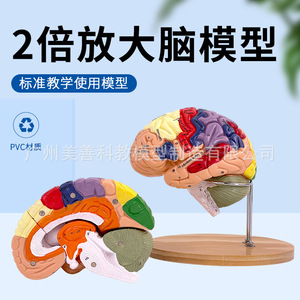 Modèle d'artère cérébrale à 4 parties avec grossissement 2x, modèle de vaisseaux sanguins cérébraux, modèle d'anatomie du cerveau humain neurologique - Product Image 3