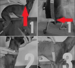 Qiqu suministros para mascotas nuevo diseñador personalizado para <span class=keywords><strong>galgo</strong></span> italiano Whippet Iggy <span class=keywords><strong>Galgo</strong></span> Jumper mono ropa cálida cuello alto para perro - Product Image 6