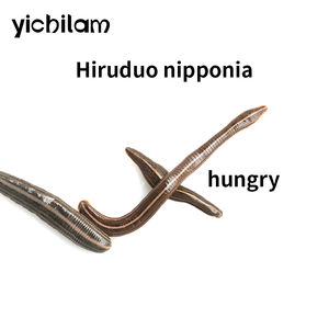 Extraits d'animaux : Sangsues vivantes Hirudo Nipponia pour la thérapie par les sanguesues - Product Image 6