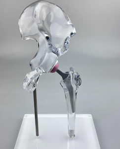 Modelo de Enseñanza Médica de Articulación de Cadera Artificial, Modelo de Entrenamiento Transparente de Alta Calidad - Product Image 1