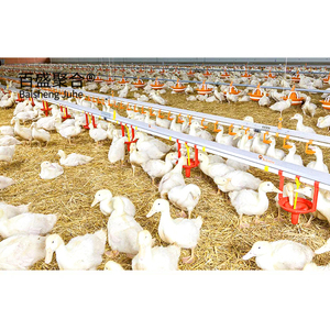 Ferme avicole préfabriquée Structures en acier Étable pour chevaux de poulet Plans d'étable Ferme porcine commerciale Petites maisons pour vaches à <span class=keywords><strong>vendre</strong></span> - Product Image 6