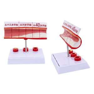 Modello Didattico DARHMMY per l'Anatomia Vascolare Umana, per l'Educazione e la Formazione nelle Scuole Mediche - Product Image 2
