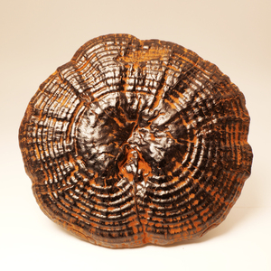 גנודרמה לוסידום ארינאקאוס קוריוס וריולוס בורסול פטריות - Product Image 2