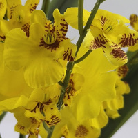 Orchidée Artificielle Dansante Réaliste en Pot en Céramique Électroplaqué, Faux Sol, Plastique, Verdure Décorative, Décoration de Remise de Diplôme