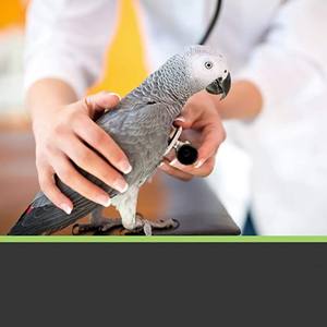 Racing <span class=keywords><strong>Pigeon</strong></span> Health Multivitamines et suppléments en poudre pour oiseaux Fournitures Améliorer l'immunité - Product Image 4