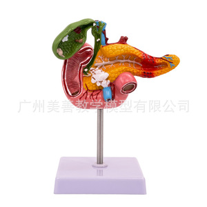 Modèles pathologiques simulés du pancréas, du duodénum et de la vésicule biliaire ; enseignement des spécimens du système digestif, y compris - Product Image 3