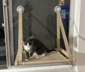 Hamac de fenêtre <span class=keywords><strong>pour</strong></span> chat, intérieur, <span class=keywords><strong>en</strong></span> bois, housse lavable <span class=keywords><strong>en</strong></span> machine, pliable, perchoir de fenêtre <span class=keywords><strong>pour</strong></span> chat - Product Image 3