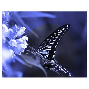 Animal 5D DIY Full Square Diamond Painting Butterfly Mosaic Diamond Embroidery Decor Home Picture Of Rhinestone Handmade Gift