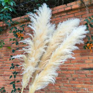 Herbe de la Pampa 2026 en gros, grande plume naturelle séchée et préservée, pour décoration bohème, mariage, fête des Mères, Noël, longue durée, 3-5 - Product Image 2