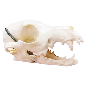 Diskon Besar Model Kerangka Anjing Kerangka Hewan PVC Canggih untuk Mengajar - Product Image 3