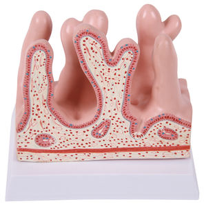 Histologie und Embryologie anatomisches Modell - Product Image 4