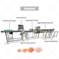 Máquina Clasificadora de Huevos ORME, Seleccionadora por Peso, Impresora, Clasificadora Automática de Huevos, Precio