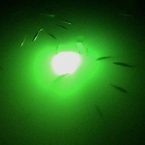 Lampes LED pour poissons Attrape sous-marine Squid Hairtail Fishing Lamps Diving Sea Water Fishing Excursion Lure Green Lighting - Product Image 2
