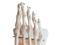 Venta caliente ciencia médica tamaño de vida humana tobillo humano anatomía pantalla ligamento pie articulación esqueleto modelo anatómico para la enseñanza