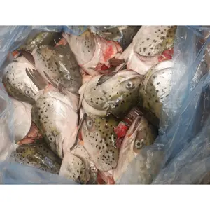 FROZEN SALMON HEAD WITH GOOD PRICE AND GOOD QUALITY