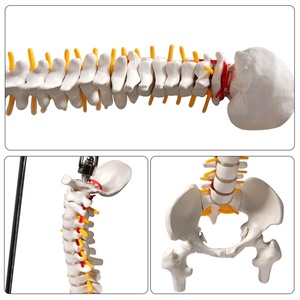 Modelo de Espina Dorsal Humana de 45 cm para Práctica y Enseñanza Ortopédica - Product Image 4