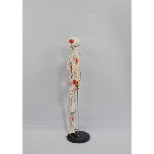 DARHMMY <span class=keywords><strong>Squelette</strong></span> <span class=keywords><strong>Humain</strong></span> Complet de 85 cm pour Études Médicales - Comprend des Points d'Insertion Musculaire, des Disques <span class=keywords><strong>et</strong></span> des Structures Nerveuses - Product Image 3