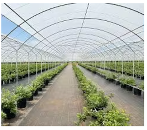 Premium Quality Berry <b>Plastic</b> <b>Cover</b> Wholesale Anti-Drip Film For Blueberry - Product Image 1