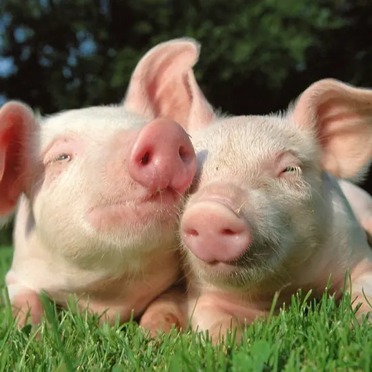 FAMI-QS/ISO/GMP認定離乳子豚豚肥育飼料プレミックスパウダー栄養プレミックス子豚用