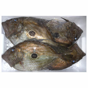 freshly harveated japanese john dory fillets wholesale buy
