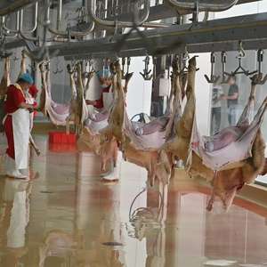 Ligne d'abattage de chèvres à haute efficacité avec machine à dépoillement et plateforme de travail - Product Image 2