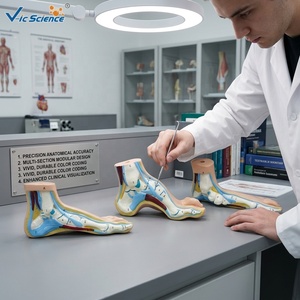 Modèle anatomique <span class=keywords><strong>de</strong></span> pied plat normal, lot <span class=keywords><strong>de</strong></span> 3, taille réelle, pour l'enseignement <span class=keywords><strong>de</strong></span> la pathologie <span class=keywords><strong>de</strong></span> la voûte plantaire, CE/ISO/ROHS/CNAS - Product Image 1