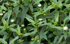 Склад США/ЕС, поставка от производителя, натуральный растительный экстракт, 4:1-20:1, Eclipta Prostrata/Eclipta, экстракт Alba - Product Image 3