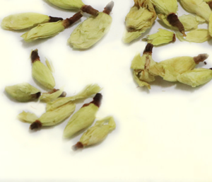 Flores de Murraya secas naturales, capullos de flores de Murraya <span class=keywords><strong>paniculata</strong></span> secos y crudos para té - Product Image 2