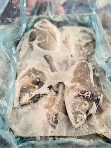 Orata di Mare Congelata, Pesce Orata di Mare da Allevamento - Product Image 4