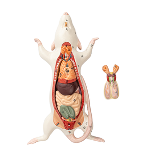 Modèle d'anatomie de rat, structure interne de souris blanche, biologie, <span class=keywords><strong>sciences</strong></span> médicales, enseignement, élevage expérimental - Product Image 1