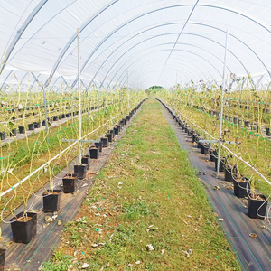Invernadero <span class=keywords><strong>de</strong></span> Alta Eficiencia para Cultivo <span class=keywords><strong>de</strong></span> Arándanos, Estructura Resistente, Ideal para Huertos y Proyectos Agrícolas - Product Image 2