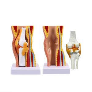 Modelo Anatómico de Rodilla Humana Desmontable de PVC para Ciencias Médicas, Sección de Menisco, Modelo Educativo - Product Image 1