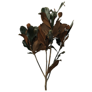 2023 nuevo producto preservado <span class=keywords><strong>Magnolia</strong></span> <span class=keywords><strong>Grandiflora</strong></span> flor hoja plástico Mesa decoración boda centro de mesa Día de la madre graduación - Product Image 5