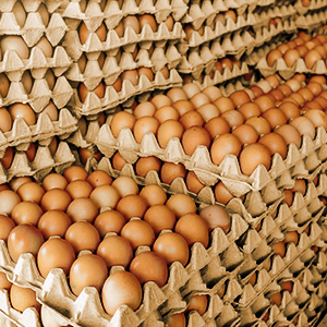 Khay đựng trứng giấy tái chế 30 ô, dùng một lần, làm từ bột giấy, bao bì dạng hộp, khay đựng trứng giấy cho trứng tươi, trang trại gà - Product Image 3